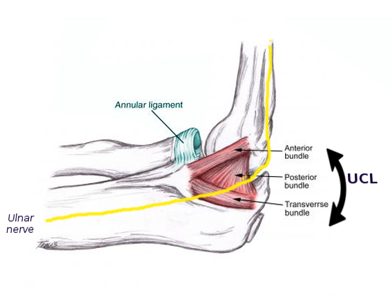 Medial elbow anatomy