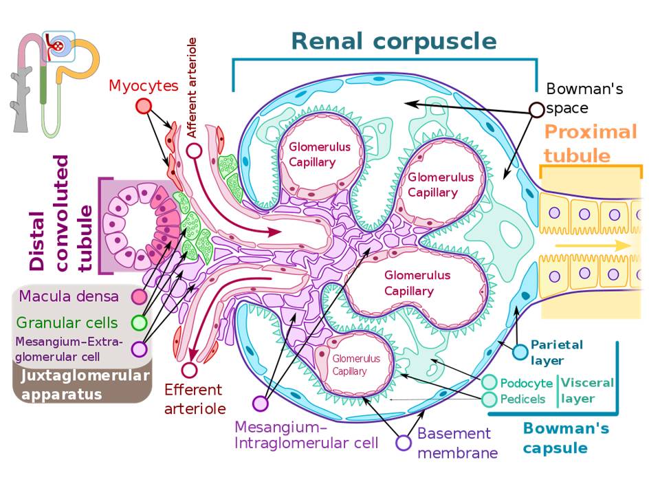 Renal Corpuscle Wikipedia. Histology Kidney Glomerulus