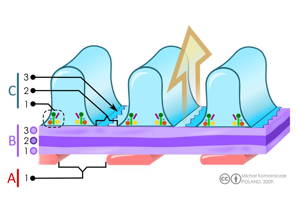 Filtration barrier. Histology Kidney glomerulus