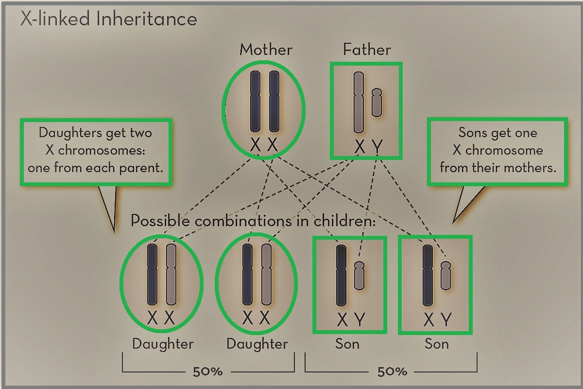 X-Linked inheritance