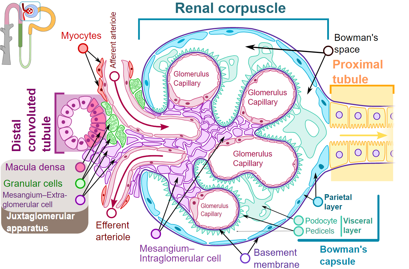 Diagram of renal corpuscle structure
Nephron Histology