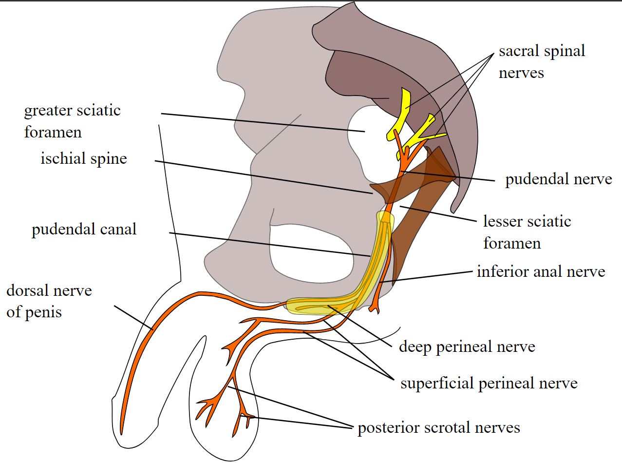 Pudendal nerve, course and branches