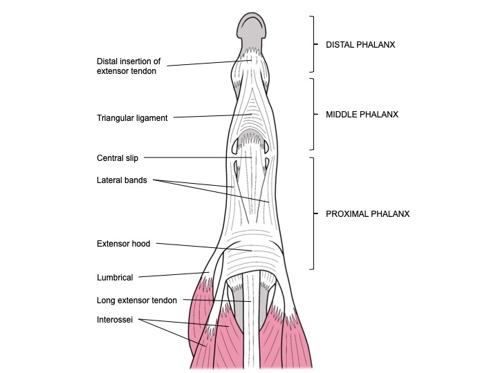 Extensor tendon mechanism in the finger