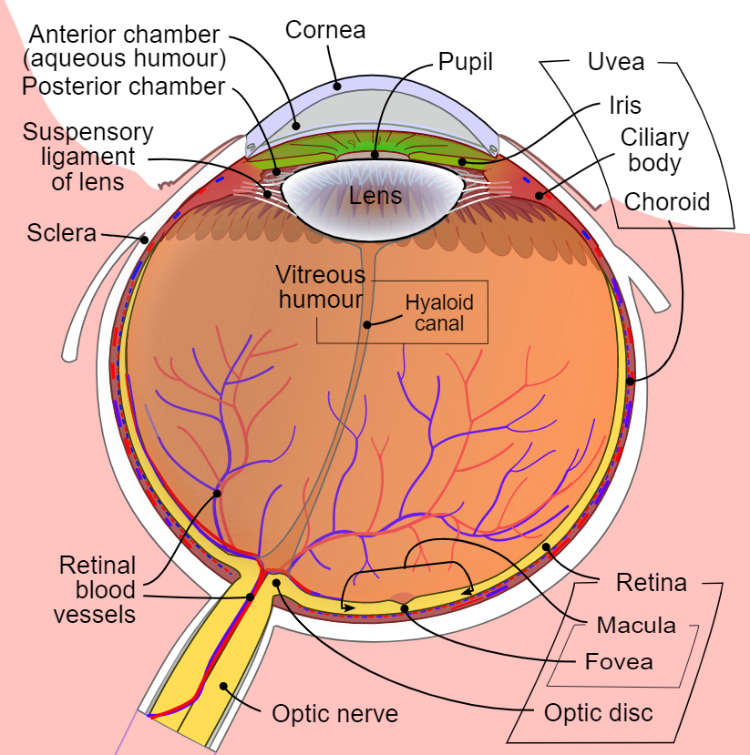 Diagram of the human eye in English