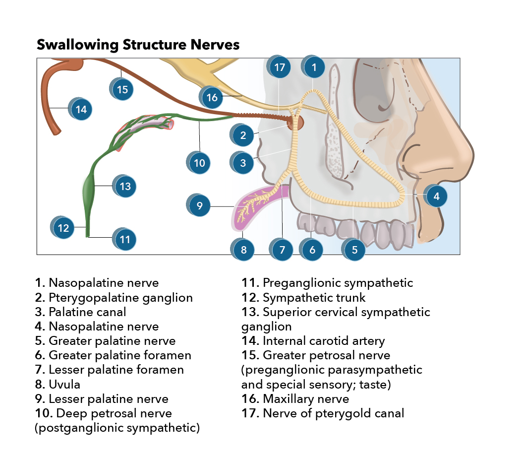 <p>Facial Nerve Supply</p>