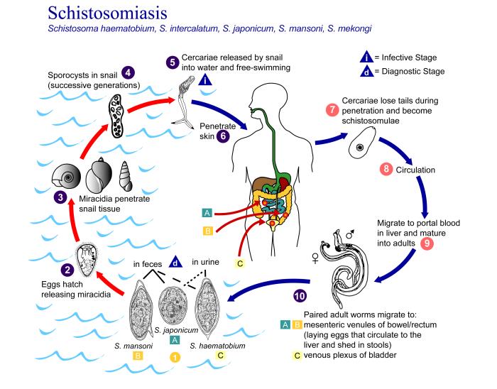 This is an illustration depicting the life cycle of flatworms of the genus, Schistosoma, the causal agents of the parasitic disease schistosomiasis