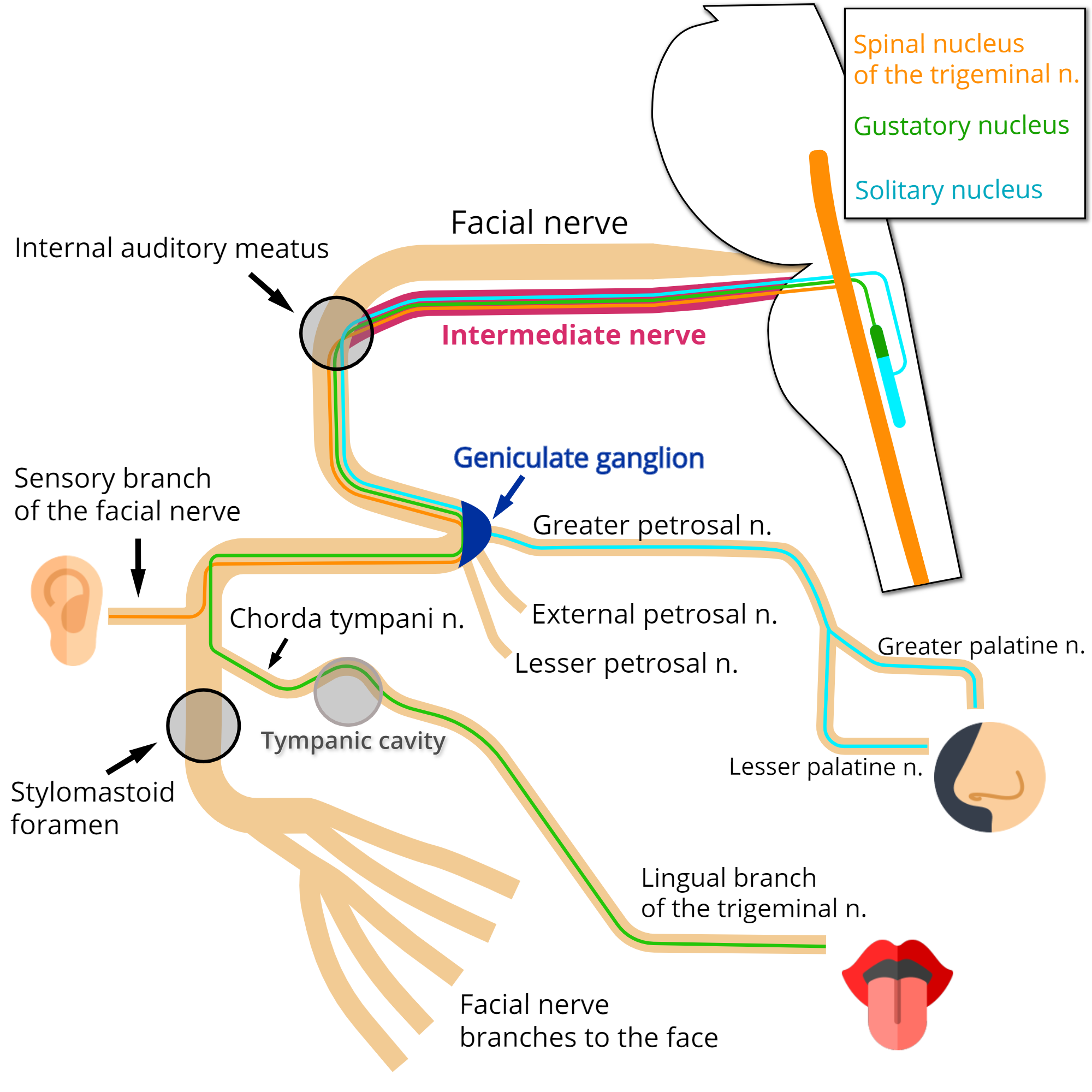 This diagram shows the different neuronal pathways associated with the geniculate ganglion