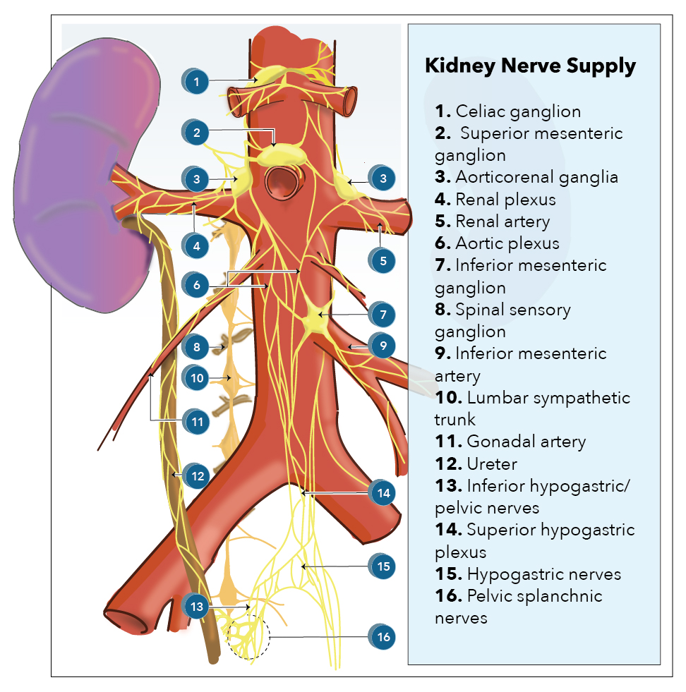 <p>Kidney nerve supply</p>
