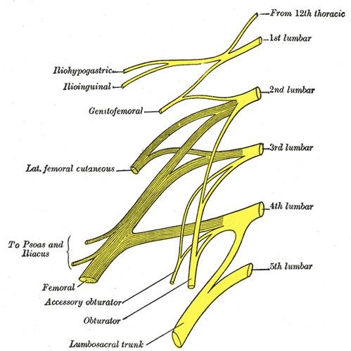 <p>Nerve Roots L2-L4 joining to form Femoral Nerve</p>