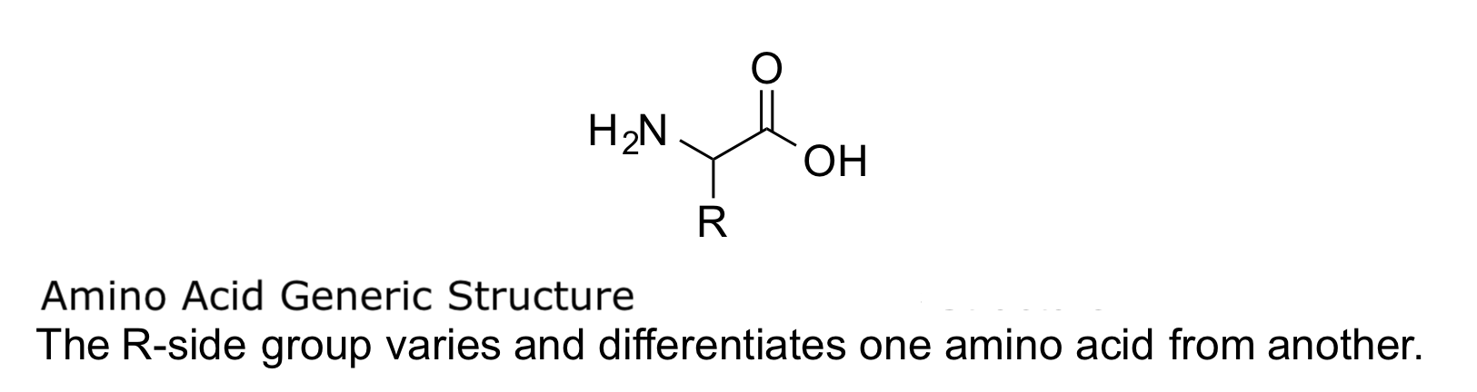 <p>Amino Acid Generic Structure. The R-group varies and differentiates one amino acid from another.</p>