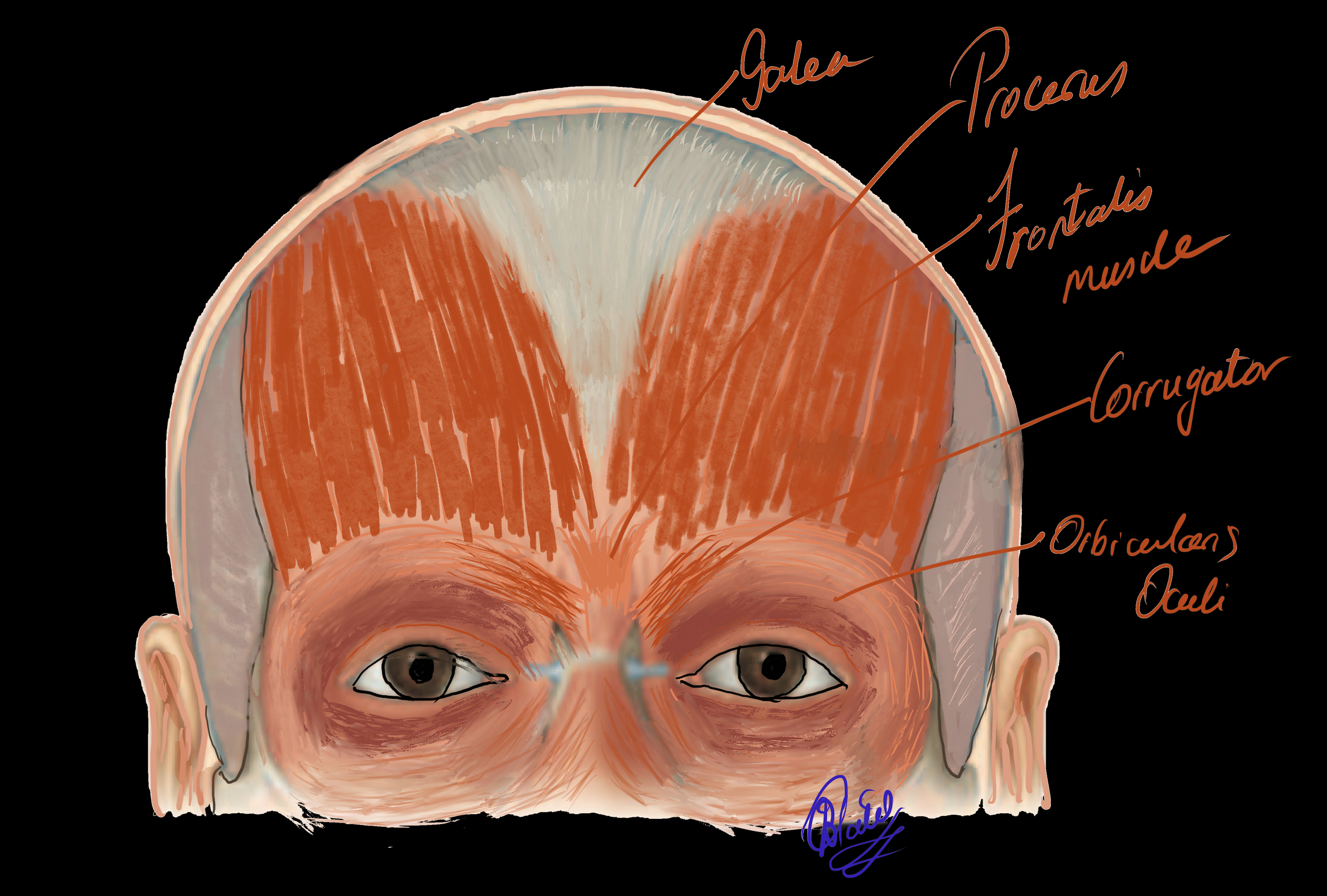 The Fronatlis Muscle which is the only elevator of the brow