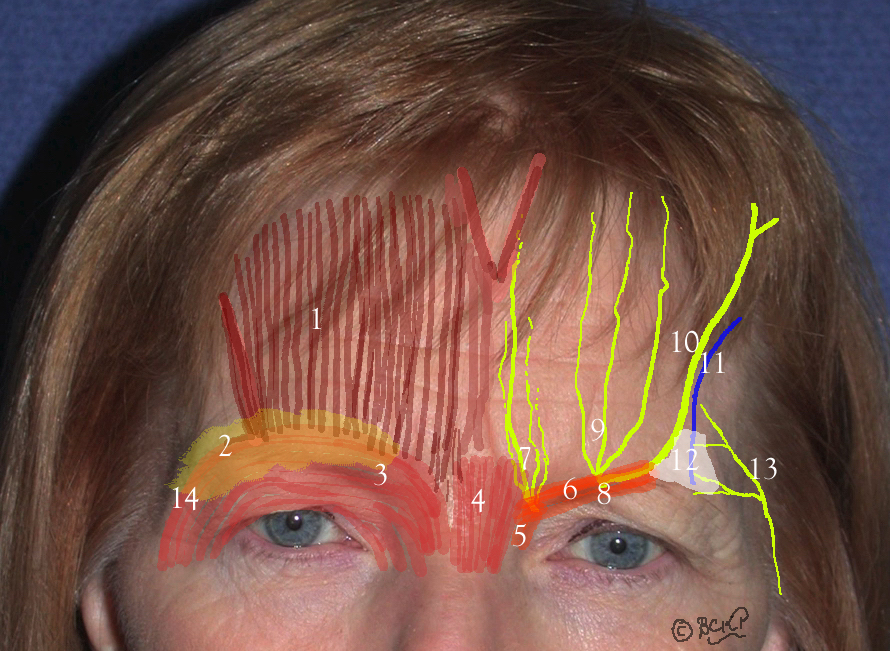 Frontalis Muscle: Anatomy of the forehead

1