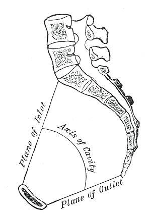 <p>Pelvic inlet and outlet</p>