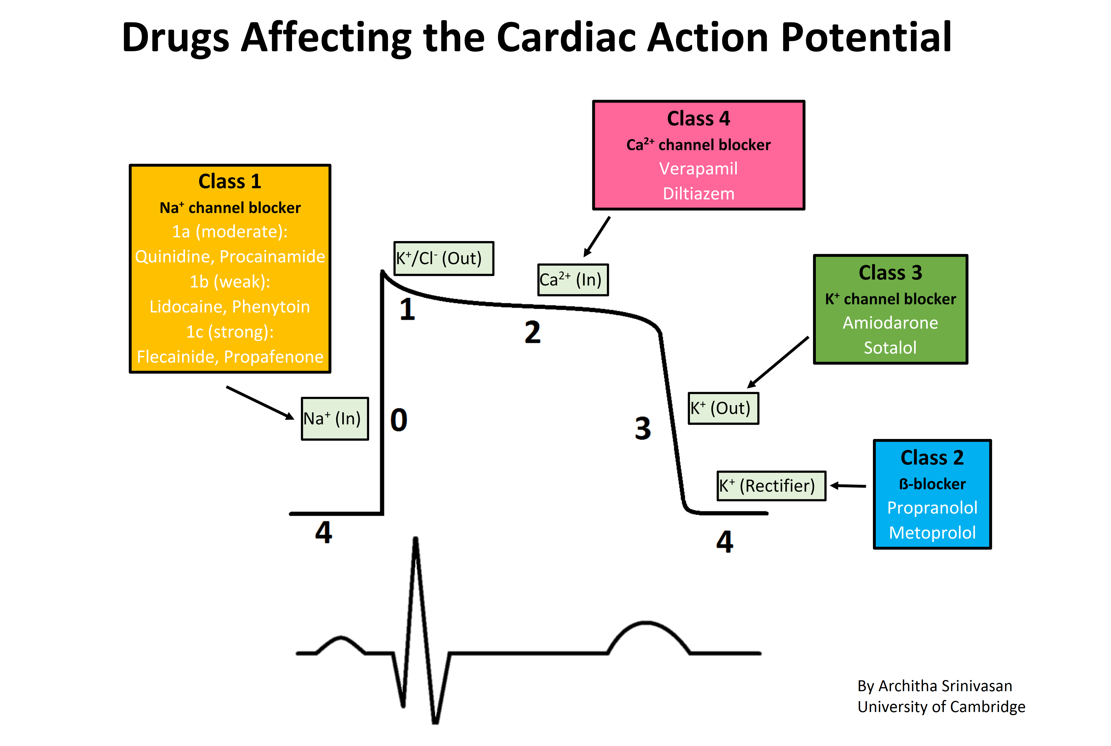 Drugs affecting the cardiac action potential