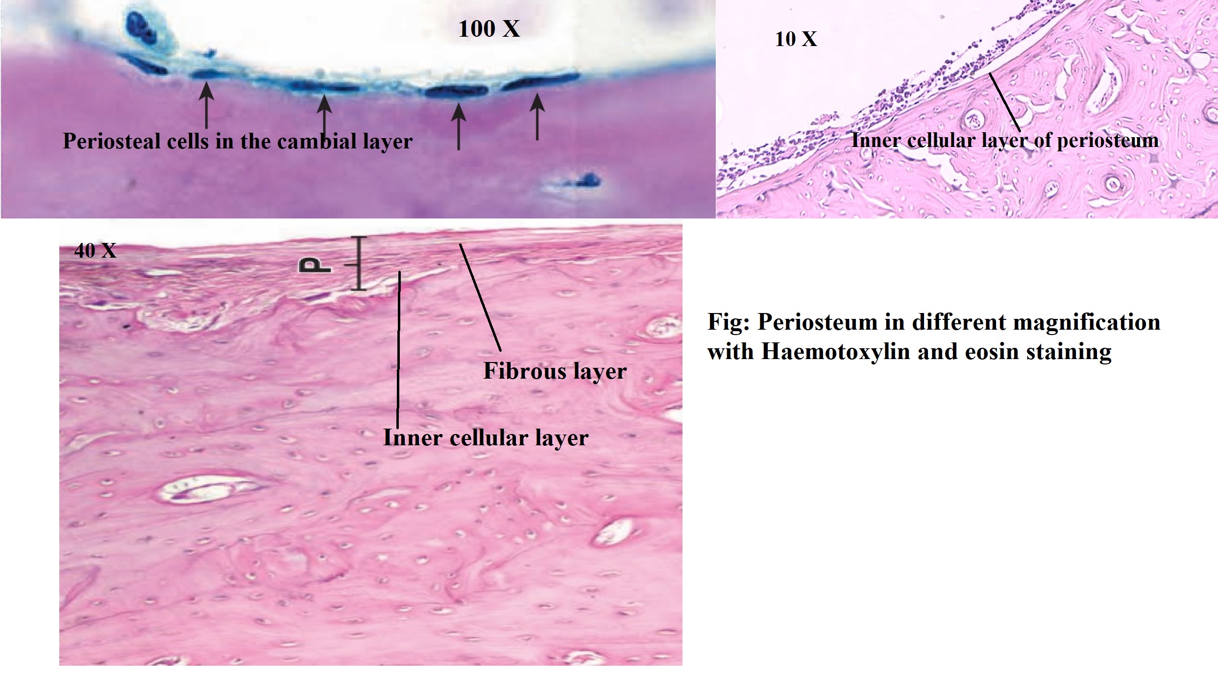 Periosteum under different magnification power (H &#x26; E stain)