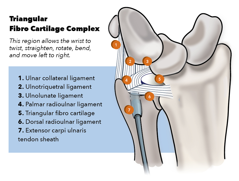 <p>Triangular Fibrocartilage Complex