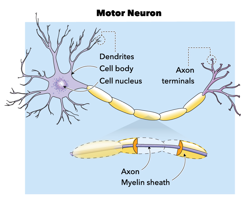 <p>Figure showing Labeled Motor Neuron.</p>