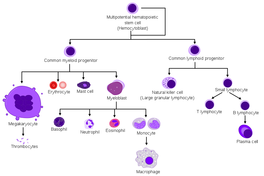 Simplified hematopoiesis