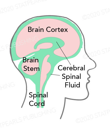 <p>Cerebral Spinal Fluid Flow</p>