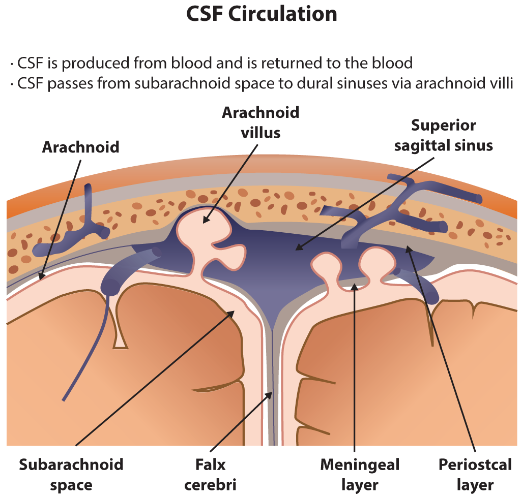 <p>Cerebrospinal Fluid (CSF) Circulation