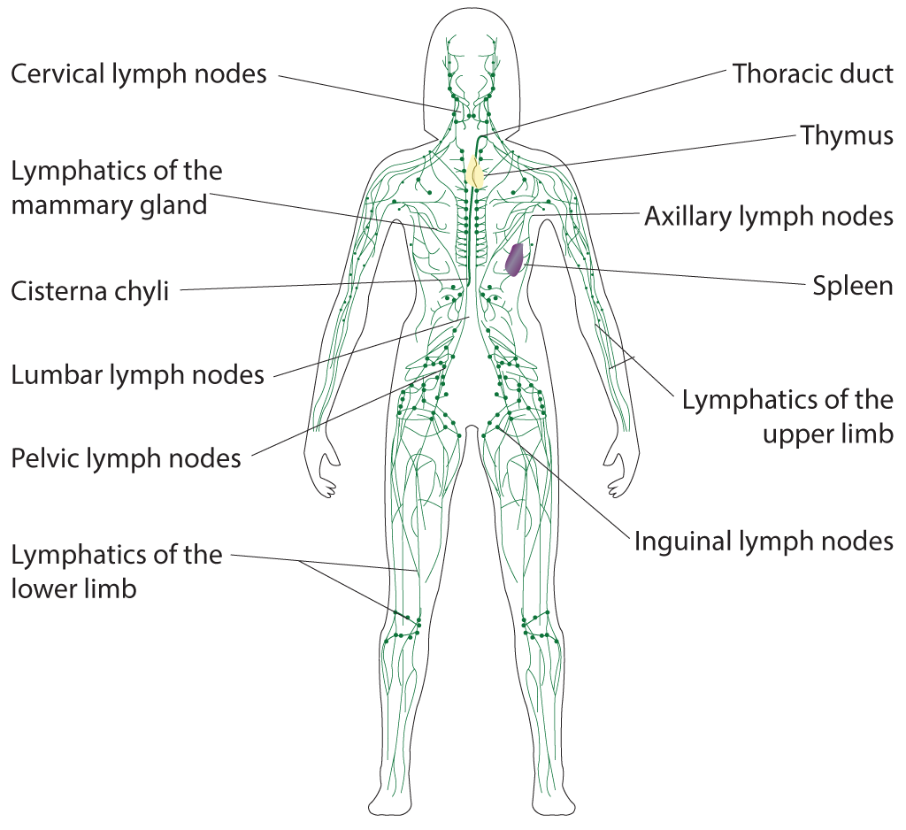 <p>Lymphatic System