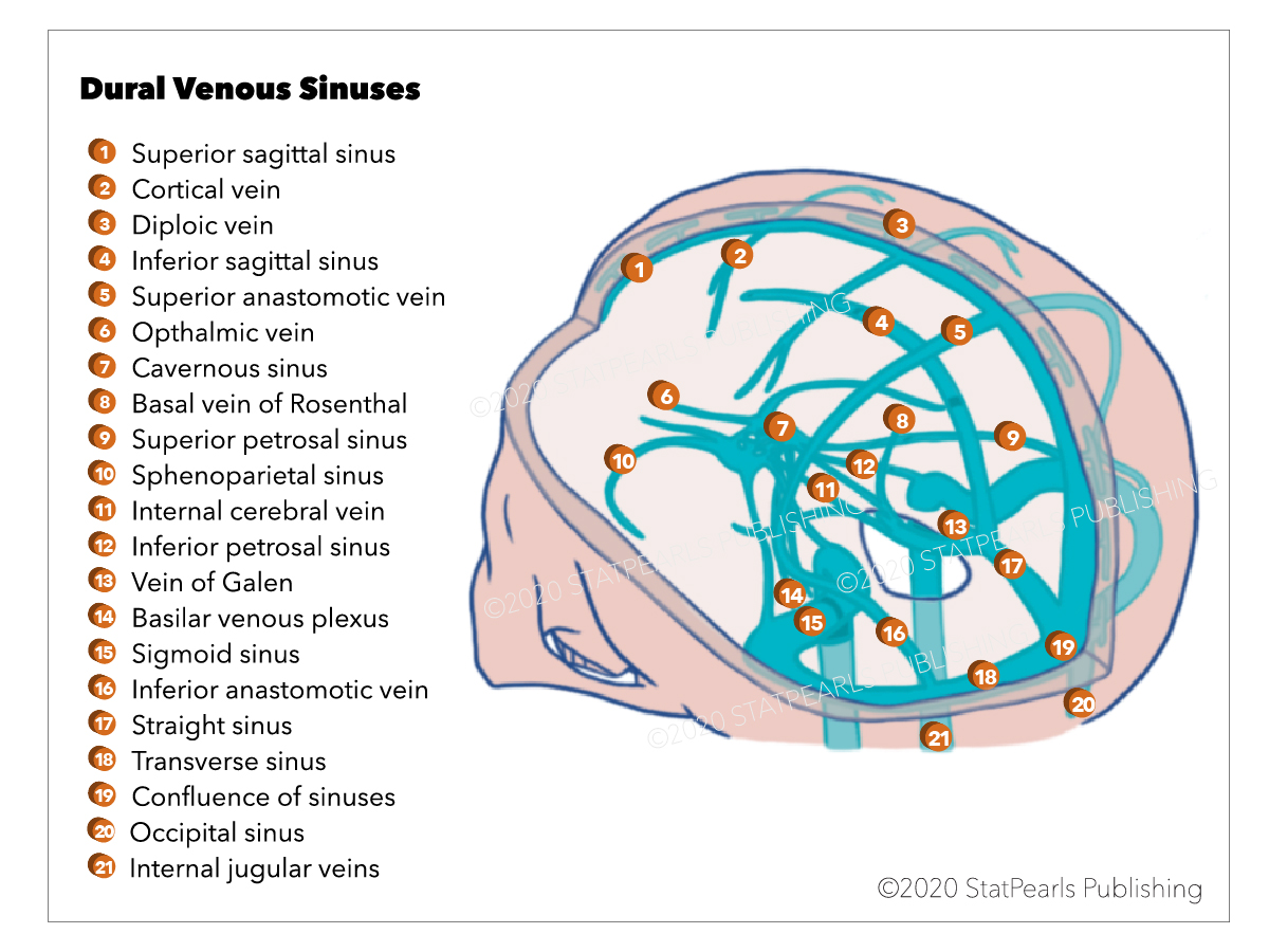 Dural Venous Sinuses graphic