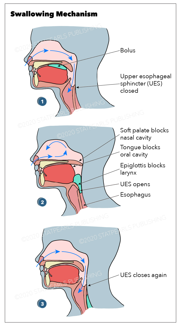 Swallowing mechanism