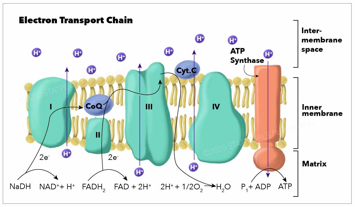 Electron Transport Chain graphic. Shows Inter-membrane space, inner membrane and matrix areas