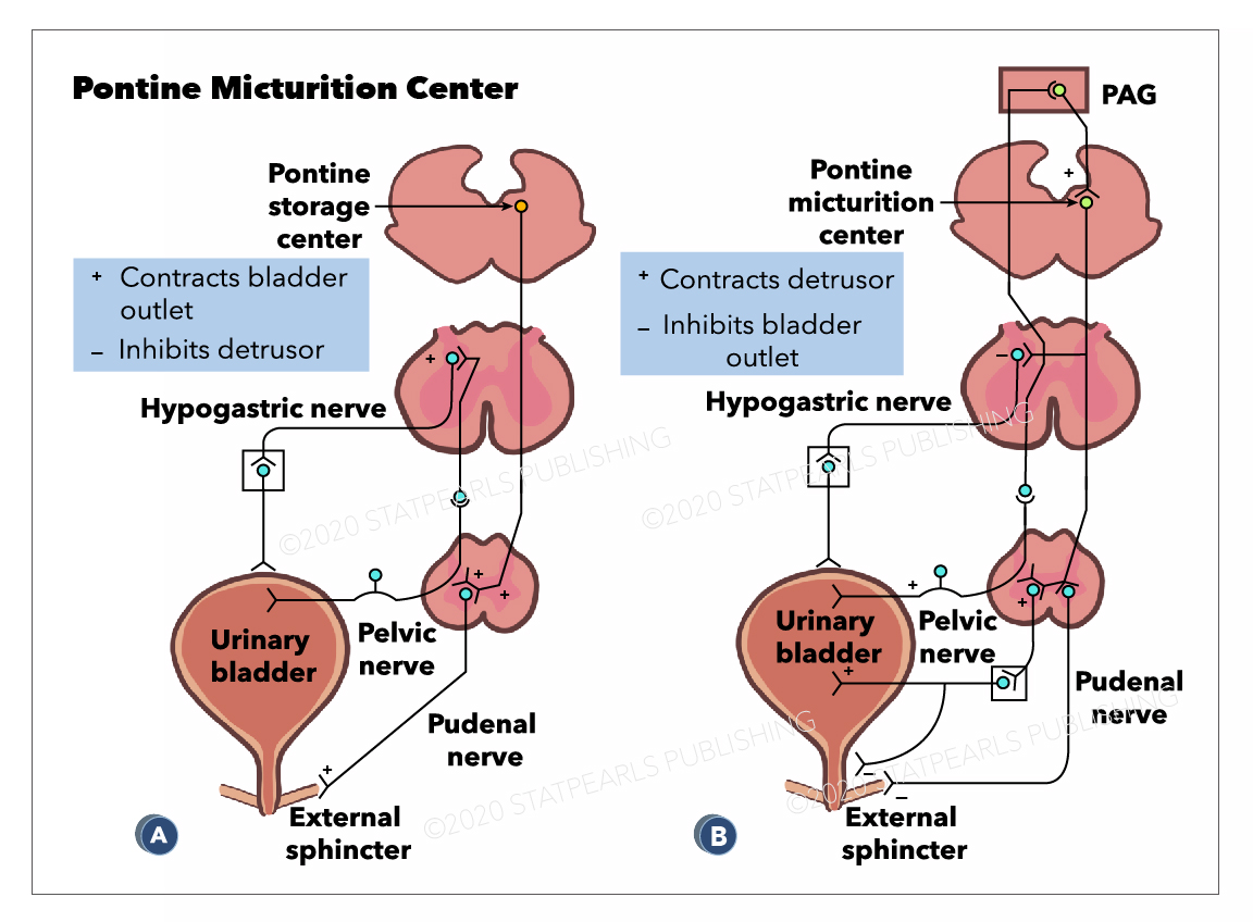 Pontine Micturition Center, Hypogastric nerve, PAG, Hypogastric nerve, Pelvic
nerve, External sphincter, Urinary bladder, Pu