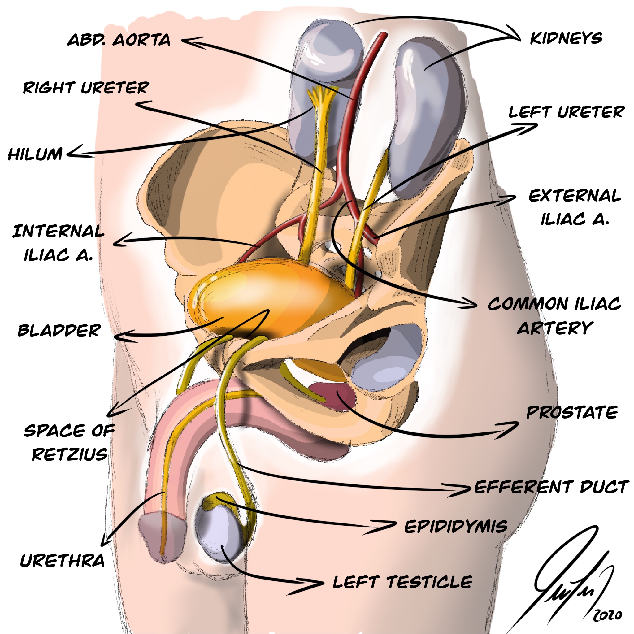 <p>Male Genitourinary Tract. Anatomy of the male genitourinary tract in relation to the&nbsp;pelvic bones.</p>