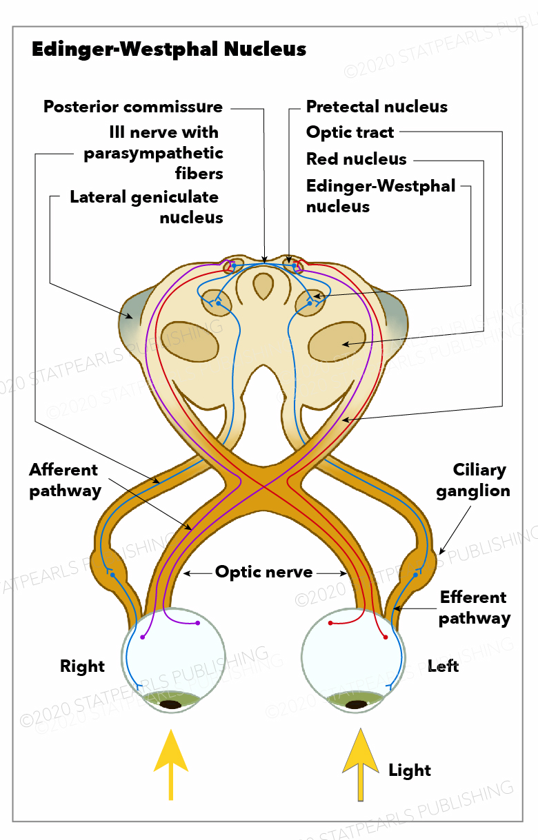 Edinger-Westphal Nucleus, optic nerve, afferent pathway,  pretectal nucleus, optic tract, red nucleus, lateral geniculate nucleus, posterior commissure, nerve with parasympathetic fibers
