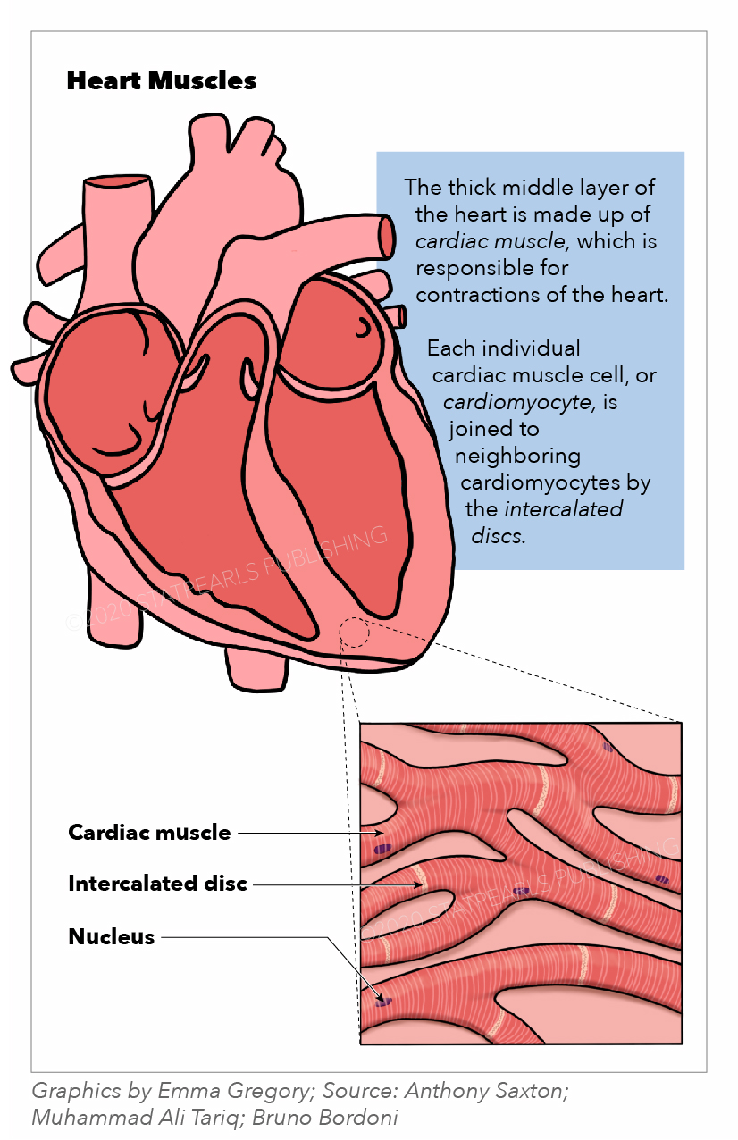 <p>Heart Muscles.&nbsp;The illustration depicts the cardiac muscle, intercalated disc, nucleus, and cardiomyocyte.</p>