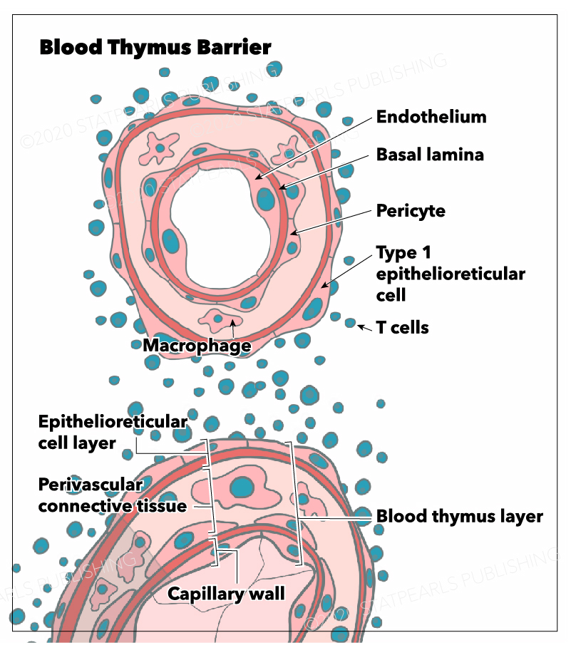 Blood thymus barrier, Type 1 epithelioreticular cell, Pericyte, Endothelium, Basal lamina,T cells, Perivascular connective ti