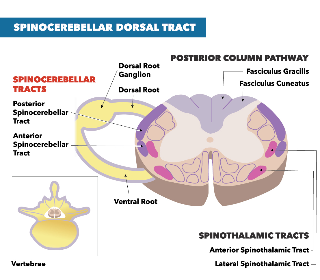 Spinocerebellar Dorsal Tract, posterior column pathway, spinothalamic tract