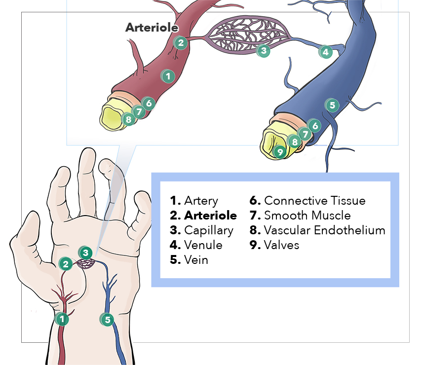 Artery, Arteriole, Capillary, Venule, Vein, Connective Tissue, Smooth Muscle, Vascular Endothelium, Valves