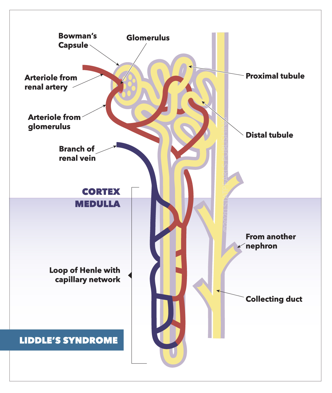 <p>Liddle Syndrome Effects on the Nephron