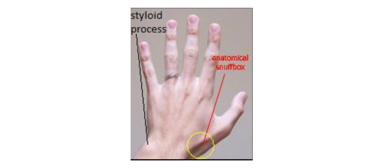 <p>Anatomical Snuff Box and Ulnar Styloid Process