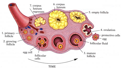 <p>Anatomy of the Internal Structures of the Ovary