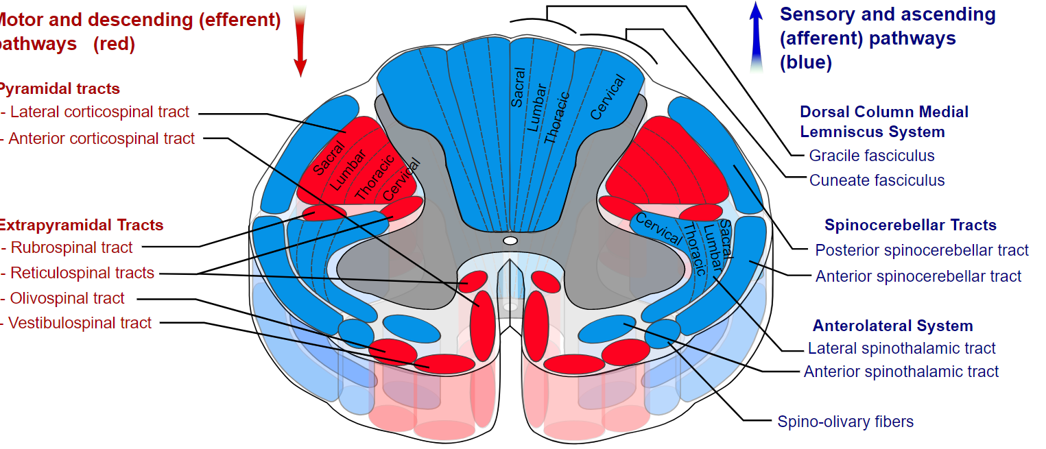 <p>Tracts of the Spinal Cord</p>