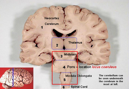 <p>Locus Coeruleus. Neocortex, thalamus, brainstem, and pons presenting the locus coeruleus.</p>