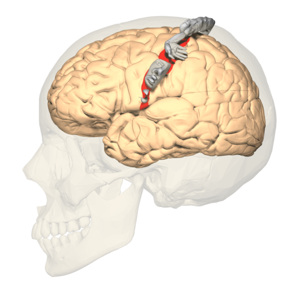 <p>Primary Somatosensory Cortex Lateral View, Cortical Homunculus</p>