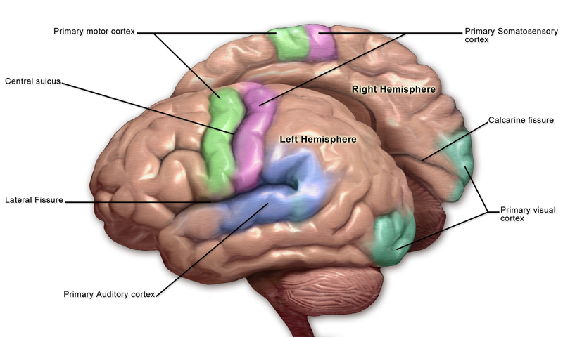 <p>Motor and Sensory Regions of the Cerebral Cortex</p>