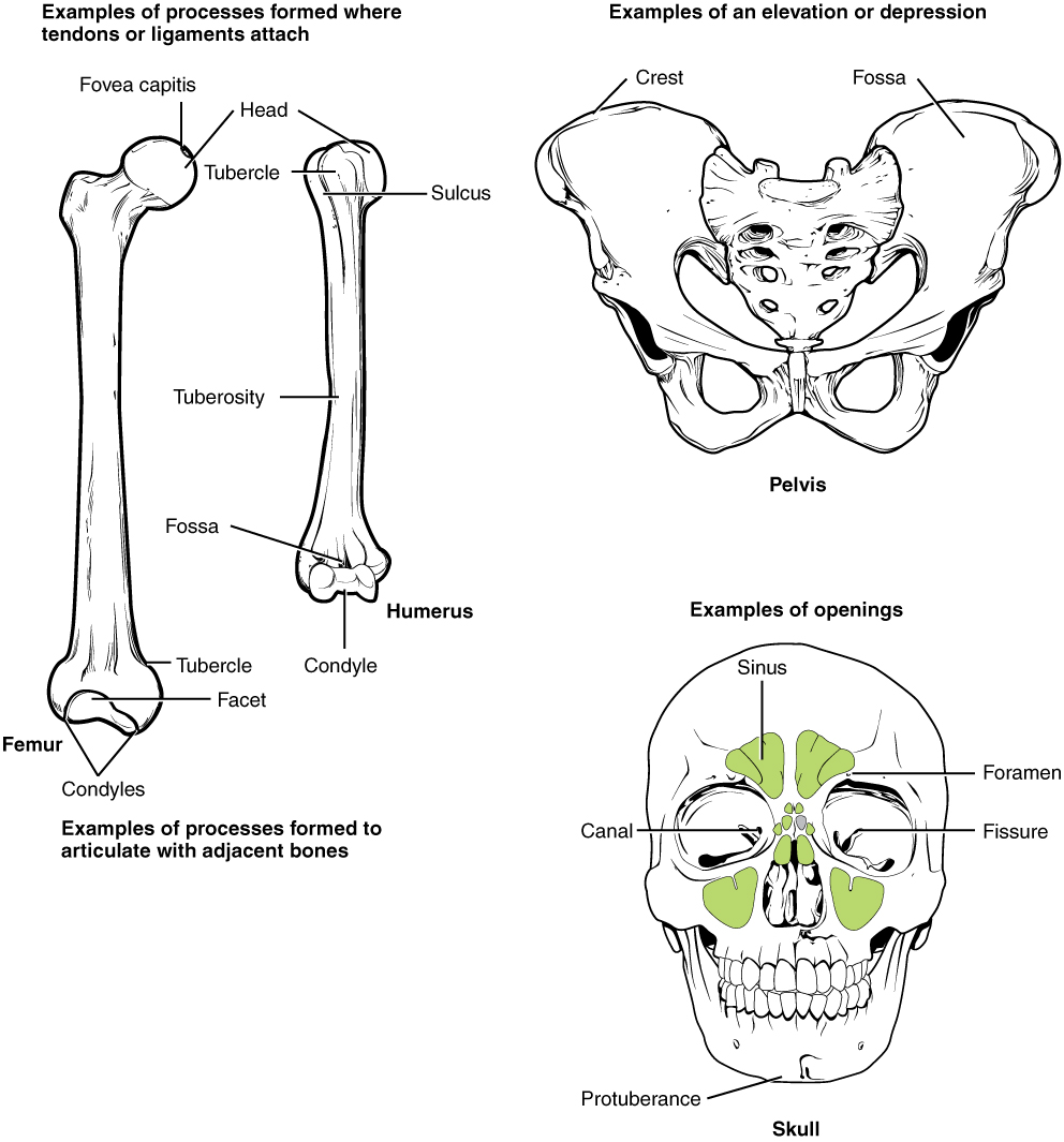 <p>Labeled Bone Markings.&nbsp;This image illustrates bone markings on the femur, innominate bone, and skull.</p>