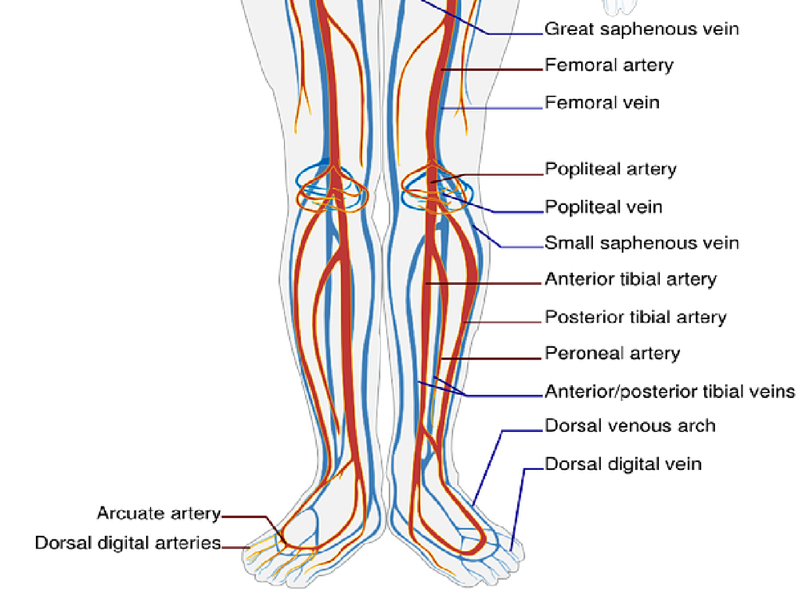 Vasculature of the lower limbs