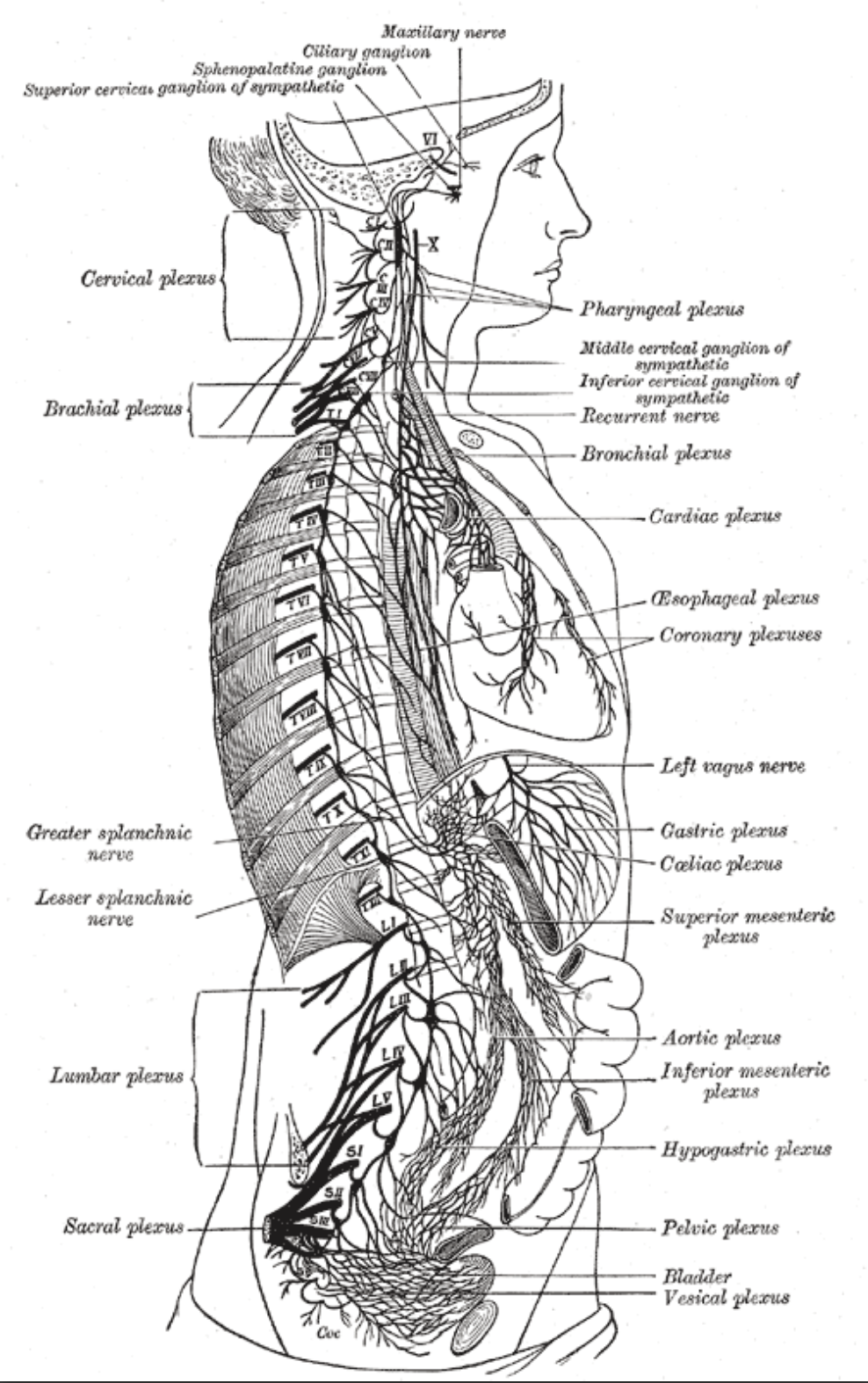 <p>Anatomy of the Right Sympathetic Chain With its Associated Plexuses</p>