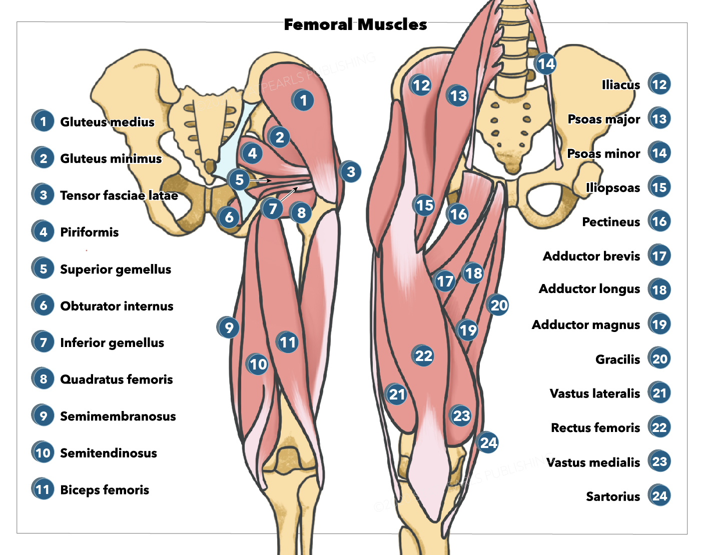<p>Gluteal and Femoral Muscles. Shown in this illustration are the&nbsp;gluteal and femoral muscles.</p>