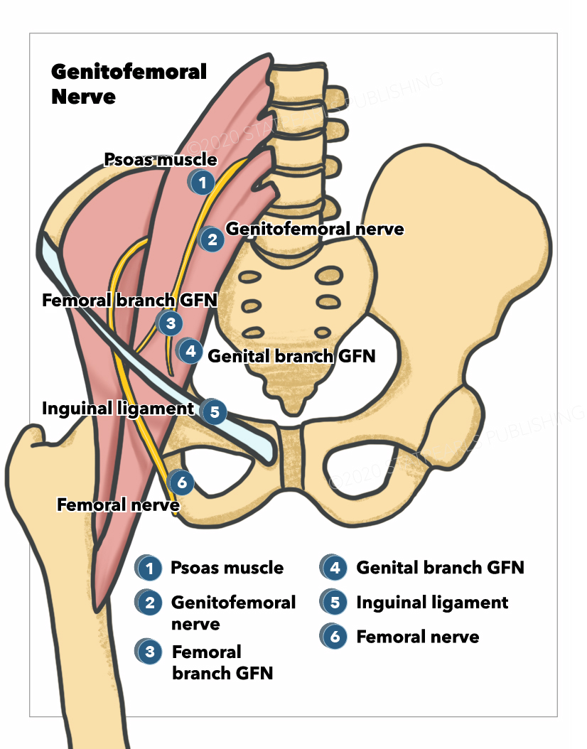 <p>Genitofemoral Nerve