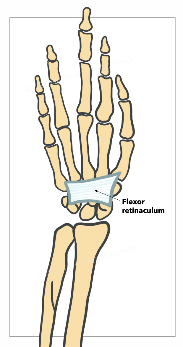 <p>Flexor Retinaculum&nbsp;of the Wrist</p>