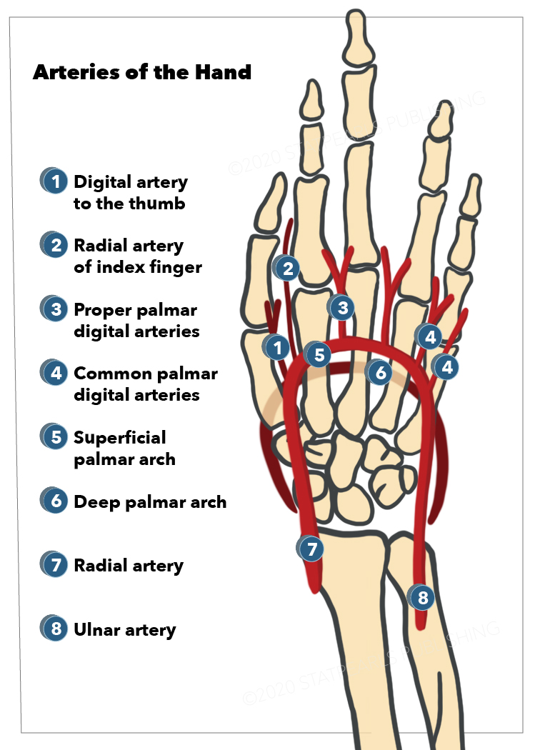 <p>Arteries of the Hand