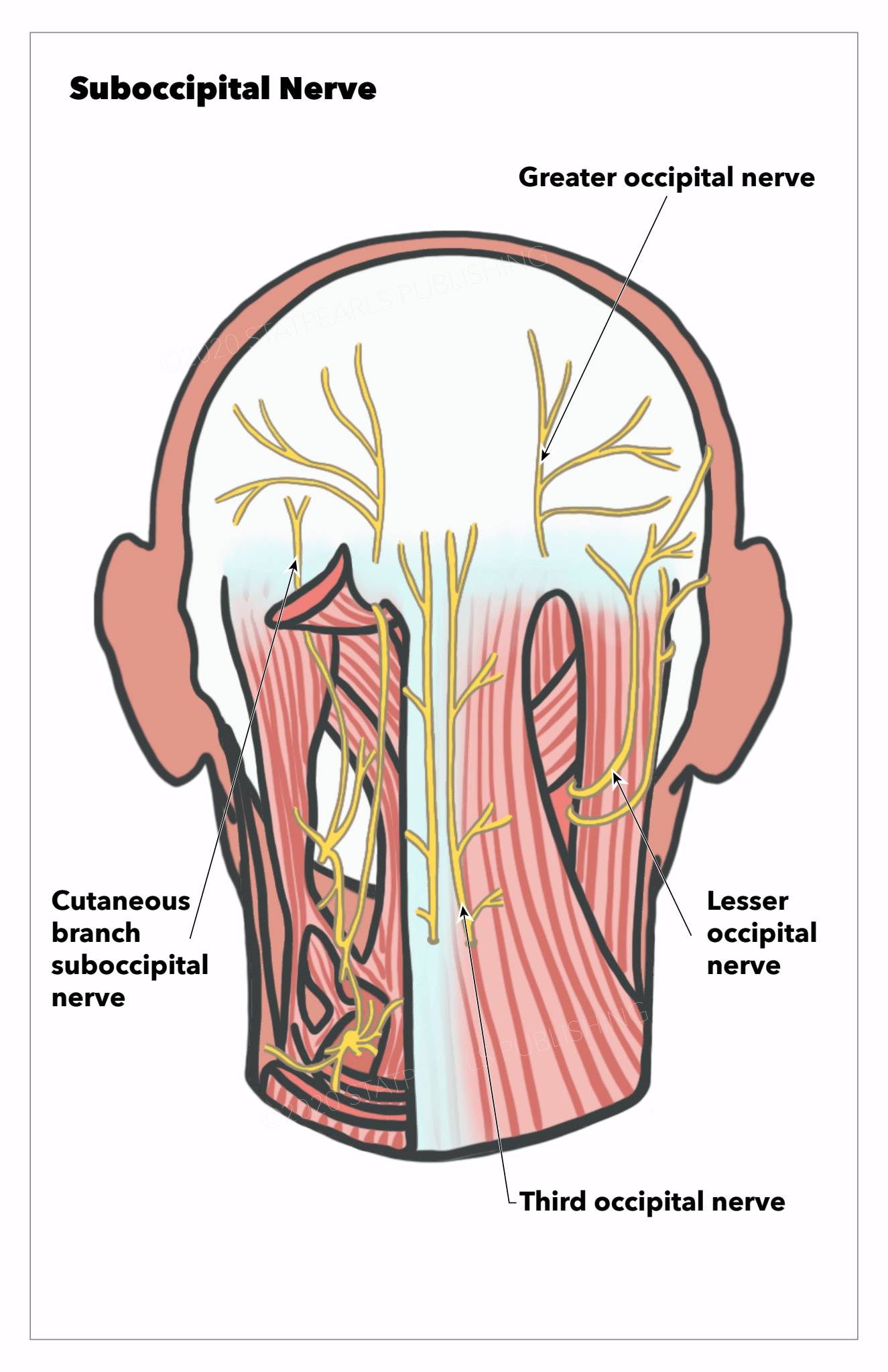 <p>Nerves of the Posterior Head and Neck Region